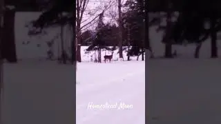 I Am Here - Deer Jan 2024- last Sunday #deer in #snowy #woods #InLakechAlaKin #Grateful🤍❄️ #Nature