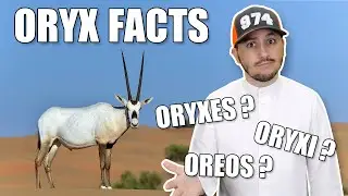 #QTip: Bet you didn't know these facts about the Arabian Oryx!