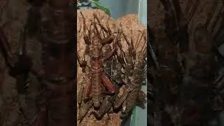 Can You Spot the Camouflage Expert Thorny Devil Walking Stick?