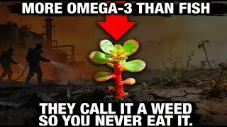 More Omega-3 Than Fish. Classified as a Weed. Why Is This Even Legal?