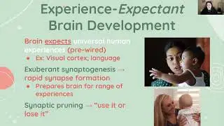 Experience-Expectant & Experience-Dependent Brain Development