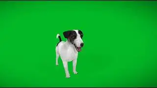 Sweet Jack Russell Terrier Dog