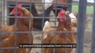 Vet-approved and chicken-mom tested! Dr. Kate Greenberg breaks down why Premo Poultry Spray is h...