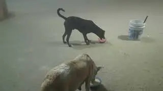 1 subscribe = 1 dog food help 🙏☺️🐕🙏☺️