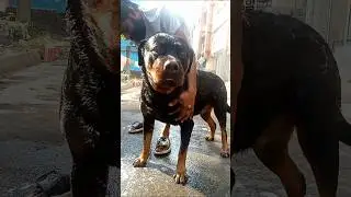 অনেক ঠান্ডা পড়েছে🥶|Rottweiler dog| #rottweiler #shorts #dog  #rottweilerpuppy #dogs