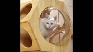 Modular Wall-Mounted Cat Furniture | Hexagonal Cat House & Climbing System | Space-Saving Design