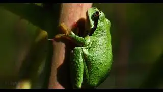TINY TREE FROG ON RASPBERRY CANE #frogs