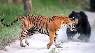 Big Cats Clash: Brutal Battles for Wild Dominance