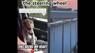Dog ask owner to drive with two hands