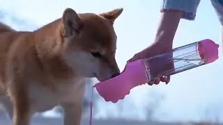 3 In 1 Leak-proof Multifunctional Dog Water Bottle