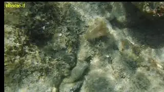 Lima hians bivalve della famiglia Limidae