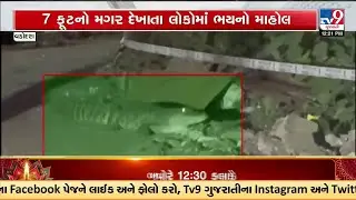 Giant 7-Foot Crocodile Rescued : Animal Welfare Team Safely Relocates Giant Crocodile in Vadodara
