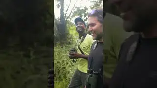 Colombian Jungle Birding Adventure