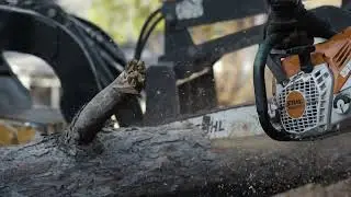 Tree Removal and Tree Trimming Services Near St. Louis, MO