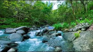 Peaceful River Stream Therapy for Emotional Balance, Anxiety Relief & Better Sleep ASMR