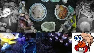 Time Lapse of 24x7 Hermit Crab Live Stream January 24th - January 25th 2026 (30x)