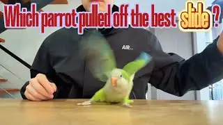 The Most Epic Parrot Slide Ever &mdash; You Won&rsquo;t Believe.The most popular parrot game recently.
