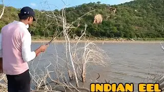 Power full fighter eel fish catching