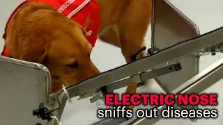 This Device Smells Diseases by Imitating a Dog's Nose
