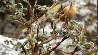 Tawny tit-spinetail