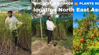 GRAFTED ORANGE (SANTRA) 🍊 PLANTS NURSERY | ALL INDIA WHOLESALE SUPPLIER LOCATION ASSAM| #orange