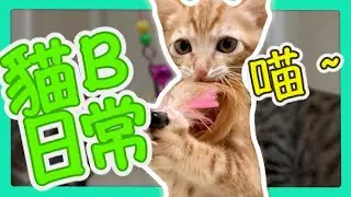 【貓咪講場】貓Bの日常 - 究竟5隻貓B可以有幾曳？大家快啲一齊睇下啦