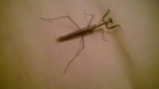 coptopteryx (mantis peque&ntilde;a)