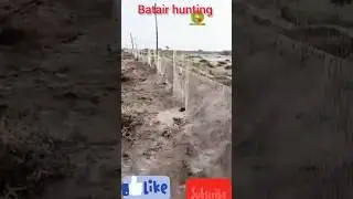 batair ka shikar batair hunting today batair ki voice awaz viral short today hunting gangli batair