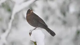 North Yorkshire Winter Garden Birds (2021)
