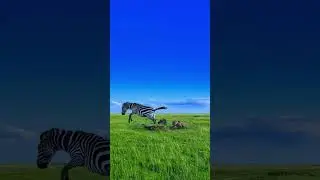 Zebra Mom Defends Her Young Against Two Hunting Cheetahs