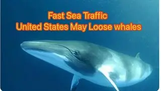 Breaking News| Whales are becoming extinct in United States Waters | whales #wildlifenews