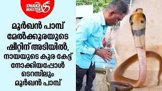 മൂർഖൻ പാമ്പ് മേൽക്കൂരയുടെ ഷീറ്റിന് അടിയിൽ | Vava Suresh | Snakemaster EP 997