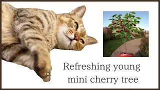 Refreshing young mini cherry tree   2020/4/29