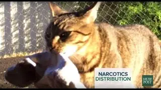 Klepto-Kitty Brings Back Weed For His Police Owner