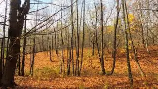 Autumn Woods | Ambient Nature with Music | 4K | Fall in New England