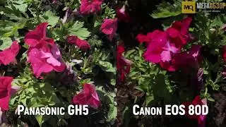 Panasonic GH5 или Canon 80D. тест видео