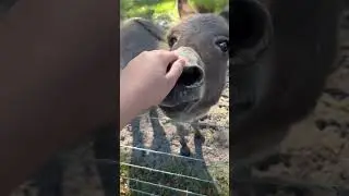Laughing donkey