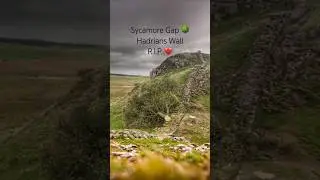 Sycamore Gap. Hadrians Wall. Terrible news 😢 #sycamoregap #hadrianswall #rome #roman #history