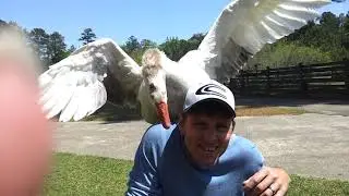 Man vs petting zoo goose... watch 'til the end.
