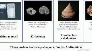 Choco, ordem Archaeogastropoda, fam&iacute;lia Addisoniidae munditia mollusca gaudens anomala depressa