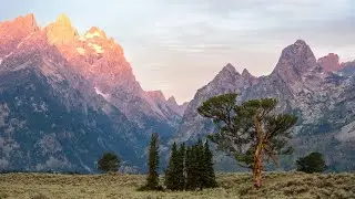 Case Study - Patriarch Tree (Landscape Photography, Chapter 8.2)