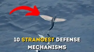 10 Strangest Defense Mechanisms In Nature