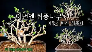 봄맞이 쥐똥나무의 변신 #미니화분 #쥐똥나무 #가지치기 