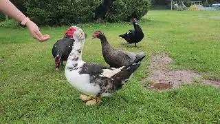 Cute Ducks 4k - The Elegant Duck's Treat Time