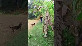 Goat theft 😂🤣🐐🙆🏻&zwj;♀️#brazil #funny #usa #mexico #southkorea #shorts #shortvideo 