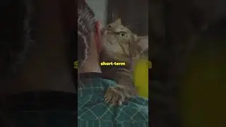 How Long Do Cats Remember Us?