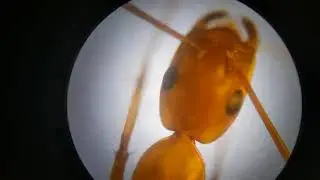 Live ant under the microscope