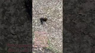 Why do ants carry dead ants? Nature is interesting #shorts #ants #insects #bugs #animals #nature
