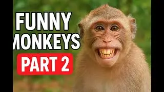 funny monkeys part 2