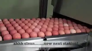 Glaum Egg Ranch Organic Egg Processing 2012